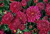 Dendranthema-Hybr. 'Berlioz Violet' (Herbstchrysantheme)