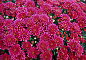 Dendranthema-Hybr. 'Violet 98' (Herbstchrysantheme)