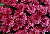 Dendranthema-Hybr. 'Rose escale' (Herbstchrysantheme)