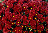 Dendranthema hybr. 'Fullie rouge' (Autumn chrysanthemum)