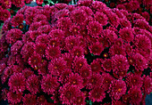 Dendranthema-Hybr. 'Philippine' (Herbstchrysantheme)