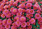 Dendranthema-Hybr. 'Paul Mortalmens' (Herbstchrysantheme)