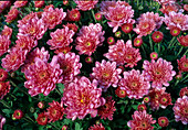 Dendranthema-Hybr. 'Florosni pink' (Herbstchrysantheme)