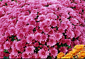 Dendranthema-Hybr. 'Tanilin' (Herbstchrysantheme)
