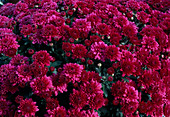 Dendranthema hybr. 'Carpiro purple' (Autumn chrysanthemum)