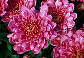 Dendranthema-Hybr 'Florosni pink' (Herbstchrysantheme)