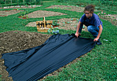 Plant Cucumis (melon) in black film (evaporation protection, weed reduction) (1/6)