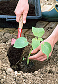 Plant Physalis pruinosa (bladder cherry, lampion flower), fill planting hole with soil (3/5)