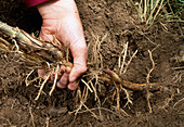 Gain rhizomes from bamboo plants - pull rhizomes out of the earth
