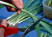 Planting leeks (Allium porrum) 3 Step