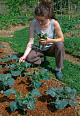 Broccoli (Brassica), to ward off from cabbage white butterfly hang tomato branches on it