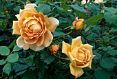 Rosa 'Golden Celebration', Shrub rose, English rose, repeat flowering, strong fragrance