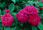 Rosa 'Rose de Resht' historische Rose, Portlandrose, öfterblühend, intensiv duftend