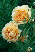 Rosa 'Golden Celebration', shrub rose, English rose, repeat flowering, strong fragrance