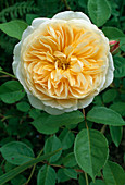 Rosa 'Charlotte' shrub rose, English rose, repeat flowering, fragrant