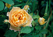 Rosa 'Molineux', shrub rose, English rose, repeat flowering, strong fragrance