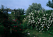 Rose garden 'Mme Plantier' white, Hist. Alba rose, strongly scented, single flowering; 'Rose de Resht' pink, Hist. Rose Portland rose, repeat flowering, scented, wooden pergola