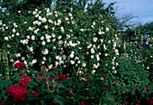Rosa 'Mme Plantier' weiß Alba Rose, Hist. Rose, Strauchrose, einmalblühend, stark duftend