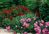 Beet mit Rosen: Rosa 'Beauce' rosa Farbe, Beetrose, öfterblühend, kaum Duft; 'La Sevillana' orangerote Beetrose, öfterblühend, kein Duft