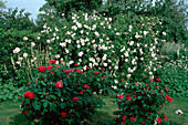 Rosengarten 'Mme Plantier' weiß, Hist. Alba Rose, stark duftend, einmalblühend; 'Rose de Resht', Hist. Rose, Portlandrose, öfterblühend, duftend