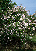 Rosa 'Pauls Himalayan Musk', Climbing rose, Rambler rose, Hist. rose, single flowering, fragrant, strong grower