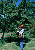 Ernte von Süßkirschen (Prunus avium), Alustreifen zur Vogelabwehr