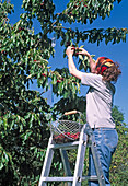 Harvest of sweet cherries, alu strips for bird control