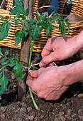Lycopersicon / Tomate pflanzen 3. Step: Tomatenpflanze an Stützstab festbinden 3/5