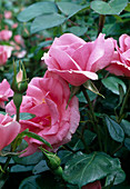 Rosa 'Magali' floribunda, repeat flowering, hardly fragrant