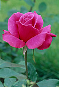 Rosa 'Rendezvous' Teehybride, repeat flowering, good fragrance