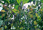 Lunaria annua (Samenstände von Silberblatt, Silbertaler)