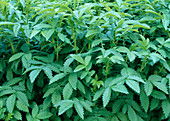 Agrimonia eupatoria (Lesser agrimony)