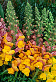 Antirrhinum majus