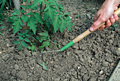 Loosen the soil under tomatoes