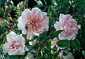 Rosa 'Claude Rabbe' - Climbing rose, shrub rose, frequent flowering, hardly fragrant
