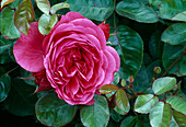 Rosa 'Vascade' tea hybrid, repeat flowering, good fragrance