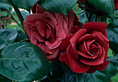 Rosa 'Terracotta' Teehybride, öfterblühend, leichter Duft