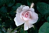 Rosa 'City of London' Floribunda pink, repeat flowering, good fragrance, vigorous, healthy