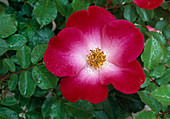 Rosa 'Red Cottage' Floribundarose, Strauchrose, öfterblühend,