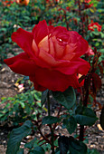 Rosa 'Orange Korona', syn. 'Korona' Floribunda rose, repeat-flowering, weak fragrance