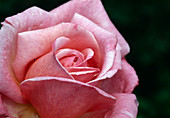 Rosa 'Stephanie de Monaco', syn. 'Portrait' Tea hybrid, repeat flowering, good fragrance