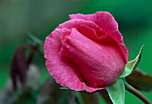 Rosa 'The McCartney Rose' tea hybrid, repeat flowering, very fragrant