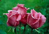 Rosa 'The McCartney Rose' tea hybrid, repeat flowering, very fragrant