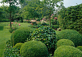Formal garden border with Buxus sempervirens 'Nana' (box) and Hedera helix (ivy)