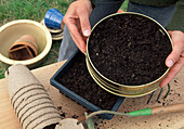 Sowing Verbena (Verbena)