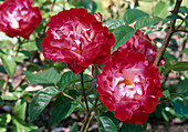 Rosa 'Novaia' bedding rose, repeat flowering, light fragrance