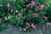 Rosa / Rose 'Raubritter' / Strauchrose od. niedrige Kletterrose, einmalblühend, leichter Duft, Alchemilla / Frauenmantel