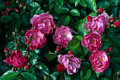 Rosa (Rose 'Angela' syn. 'Angelica'), shrub rose, repeat flowering, robust