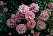 Rosa (Rose) 'Heidekönigin' syn. Polissade Rose, climbing rose, rambler rose, frequent flowering, slightly fragrant, likes warmth