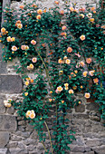 Rosa (Rose 'Parure d'Or') Climbing rose, repeat-flowering, fragrant on house wall'